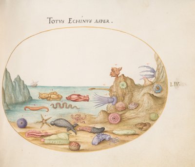 Sea Cucumbers, Sea Urchins, Starfish, a Sea Nettle, a Sea Hare, and Other Marine Life by Joris Hoefnagel