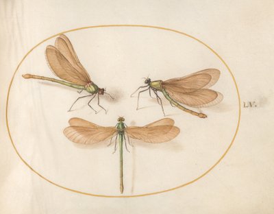 Plate 55: Three Green Dragonflies with Brown Wings by Joris Hoefnagel