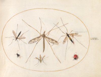Plate 57: A Ladybug, a Fly, and Four Other Insects by Joris Hoefnagel