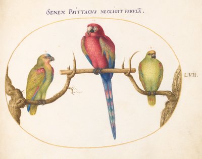 Plate 57: Scarlet Macaw with Two Smaller Green Parrots by Joris Hoefnagel