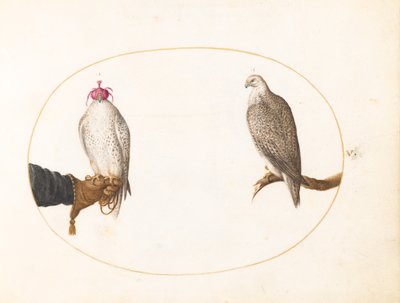 Plate 5: A Hooded Falcon and Its Wild Counterpart by Joris Hoefnagel