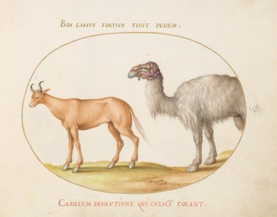 Plate 5: An Ox and a Camel by Joris Hoefnagel