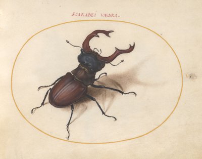 Plate 5: Stag Beetle by Joris Hoefnagel