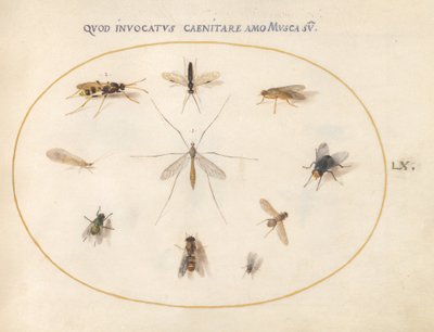 Plate 60: Flies and Other Insects by Joris Hoefnagel