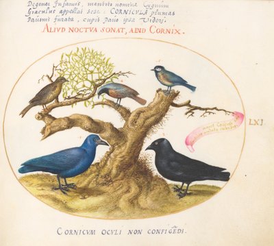 Blue Crow(?), Jackdaw, Chickadee or Tit, and Other Birds by Joris Hoefnagel