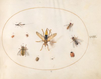 Plate 62: Ten Insects by Joris Hoefnagel