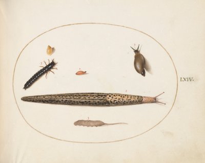 Plate 64: Leopard Slug, Ground Beetle Larva, a Rat-tailed Maggot, and Other Creatures by Joris Hoefnagel