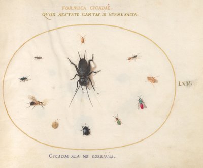 Plate 65: A Cricket Surrounded by Insects by Joris Hoefnagel