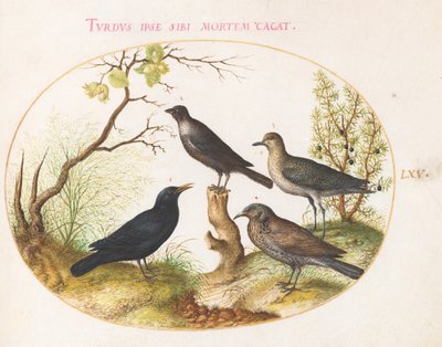 Blackbird, Starling(?), and Other Birds (Plate 65) by Joris Hoefnagel