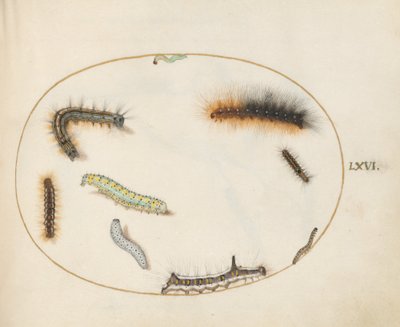 Lackey Moth Caterpillar, Figure of Eight Caterpillar, Grey Dagger Caterpillar, and Other Caterpillars by Joris Hoefnagel
