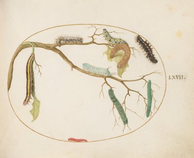 Large White and Small White Butterfly Caterpillars, Hornworm Caterpillar, Broom Moth Caterpillar, and Others by Joris Hoefnagel