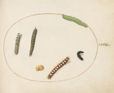 Leafy Spurge Hawkmoth Caterpillar, Mullein Moth Caterpillar, and Other Caterpillars by Joris Hoefnagel