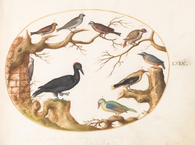 Plate 69: Black Woodpecker, European Green Woodpecker, Nuthatch, and Other Birds by Joris Hoefnagel