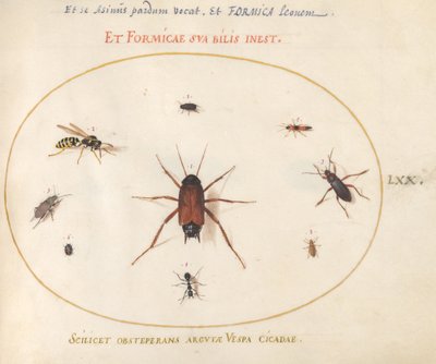 A Roach Surrounded by Insects by Joris Hoefnagel