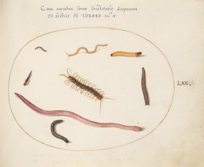 Plate 70: Worm, Centipede, Millipede, and Other Long Creatures by Joris Hoefnagel