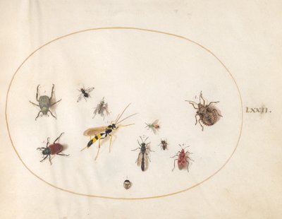 Plate 72: Shield Bug, Cinnamon Bug, Wasp, and Other Insects by Joris Hoefnagel