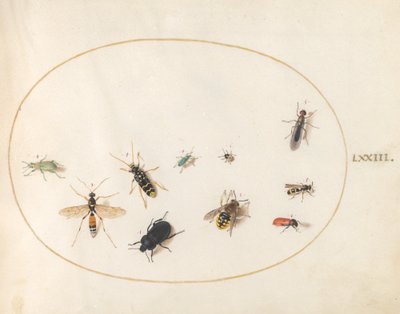 Plate 73: Ten Insects by Joris Hoefnagel