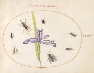 Plate 75: A Fly and Other Insects with an Iris by Joris Hoefnagel