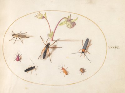 Plate 76: Insects with a Pink and Cream Columbine by Joris Hoefnagel