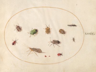 Plate 79: Twelve Insects, Including Shield Bugs by Joris Hoefnagel