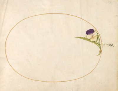 Plate 80: Purple and Yellow Viola by Joris Hoefnagel