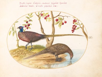 Two Pheasants with Fruiting Plants by Joris Hoefnagel
