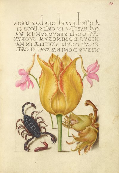Rocket Larkspurs, Tulip, Scorpion, Millipede, and European Filbert by Joris Hoefnagel