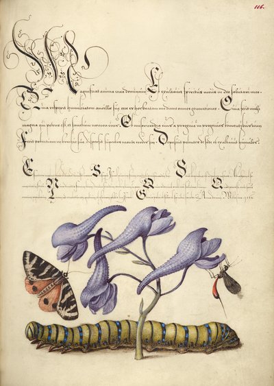 Scarlet Tiger-Moth, Larkspur, Insect, and Caterpillar by Joris Hoefnagel