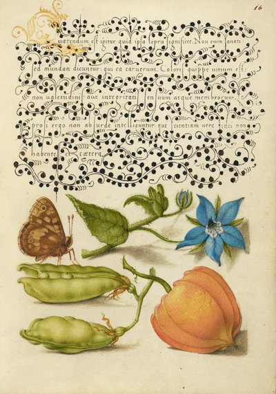 Speckled Wood, Talewort, Garden Pea, and Lantern Plant by Joris Hoefnagel