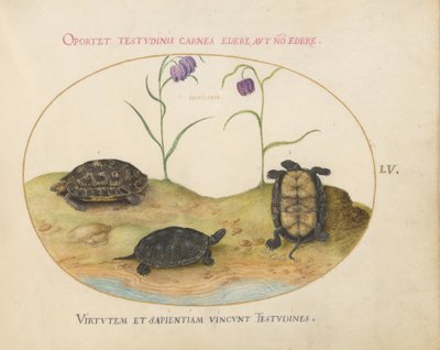 Turtle, c.1575-80 by Joris Hoefnagel
