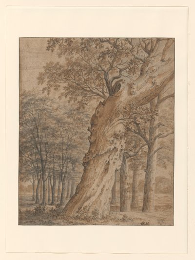 Old Oak in a Forest by Joris van der Haagen