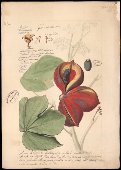 Theobroma Bicolor by José Joaquim Freire