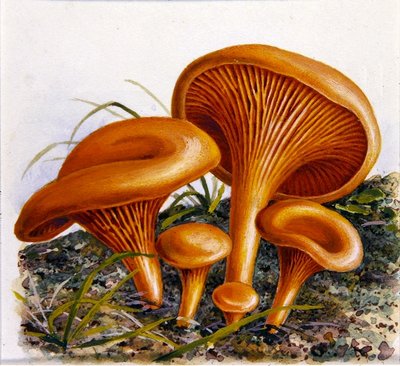 Study of Fungi by Josef Fleischmann