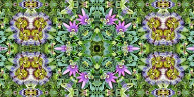 Creatures: Ants in the Passion Flower Field by Josef Johann Michel