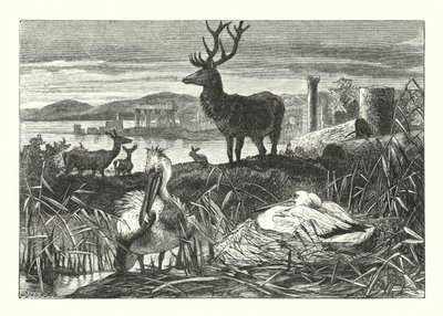Decay of Earthly Pomp (engraving) by Joseph (after) Wolf