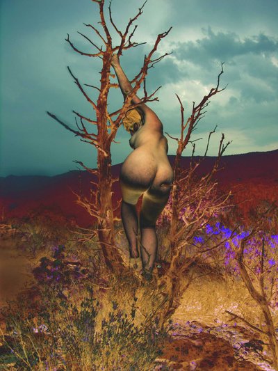In the Tree by Joseph Angilella Auquier