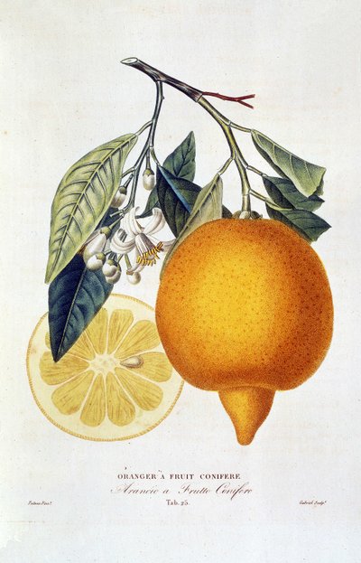 Citrus: Orange Plant with Flower. Whole Orange and Orange Slice. Botanical Chart Taken from the Book 