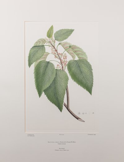 Aristotelia serrata - Plate 419, Banks