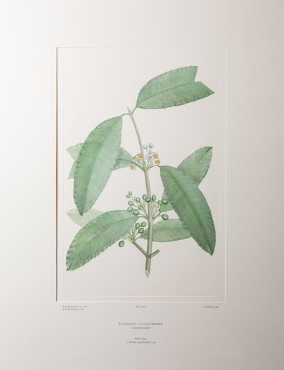 Calophyllum soulattri (Guttiferae) - Plate 362, Banks