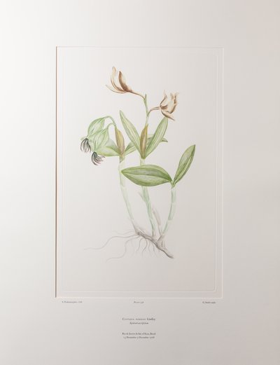 Cattleya forbesii (Orchidaceae) - Plate 358, Banks