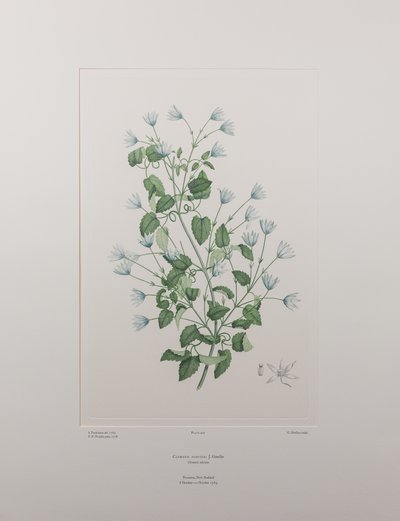 Clematis forsteri (Ranunculaceae) - Plate 402, Banks