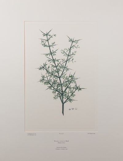Discaria Toumatou (Rhamnaceae) - Plate 426, Banks