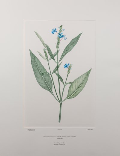 Eranthemum nervosa (Acanthaceae) - Plate 378, Banks