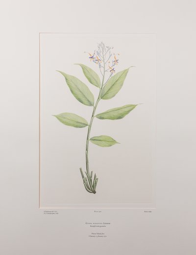 Globba marantina - Plate 390, Banks