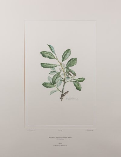 Heberdenia bahamensis (Myrsinaceae) - Plate 395, Banks