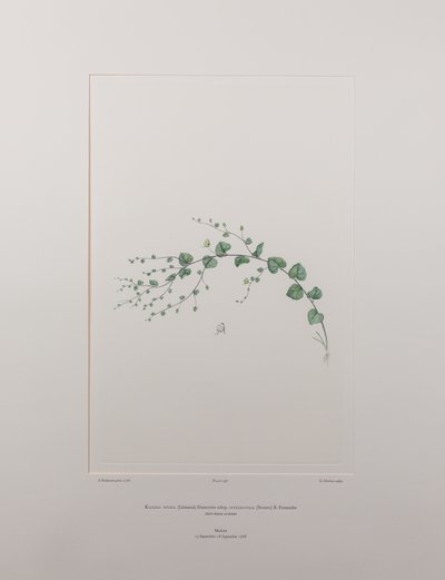 Kicksia Spuria Subsp. Integrifolia (Scrophulariaceae) - Plate 397, Banks
