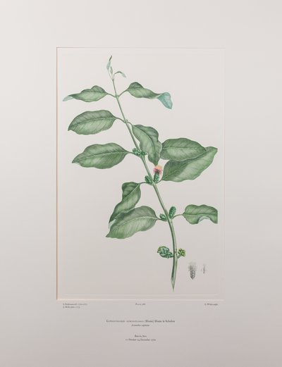 Lepeostegeres geminiflorus (Loranthaceae) - Plate 386, Banks