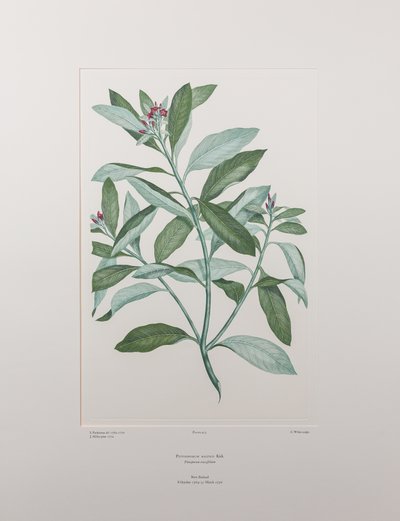 Pittosporum ralphii - Plate 413, Banks