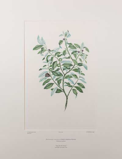 Pittosporum tenuifolium (Pittosporaceae) - Plate 412, Banks