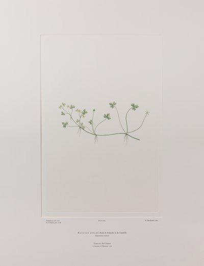 Ranunculus rivularis (Ranunculaceae) - Plate 405, Banks